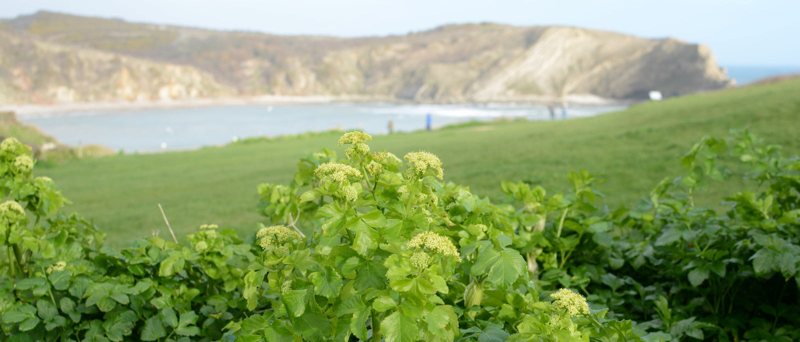 Foraging Guide: Alexanders | Outdoor Larder | WildBounds UK