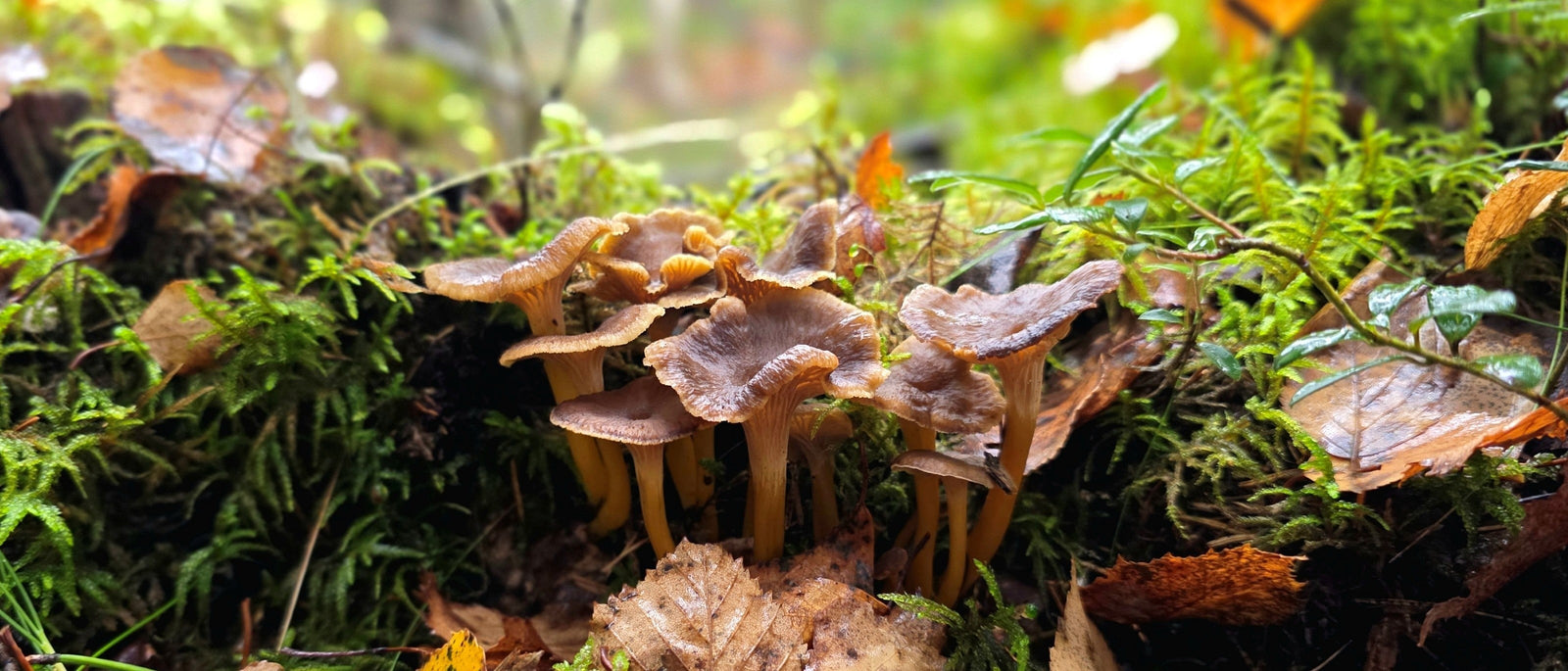 The Yellowfoot Mushroom is a small but prized wild mushroom that thrives throughout autumn and early winter in the UK.
