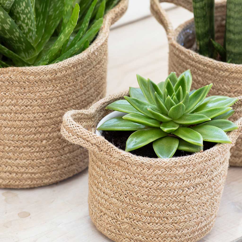 Jute Woven Plant Pots | Set of 3 Garden Trading WPJU01 Planters Set of 3 / Natural