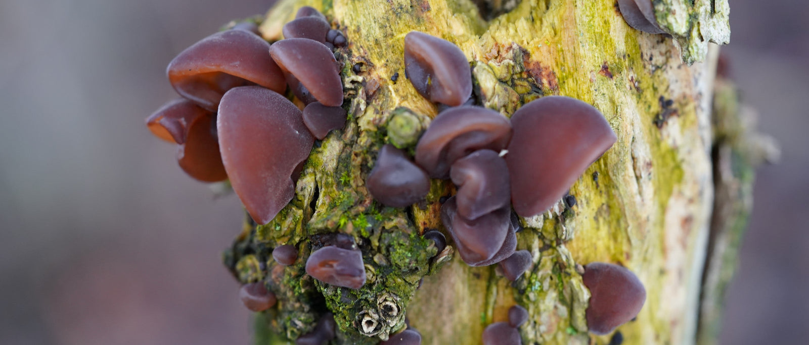 Foraging Guide: Jelly Ear Fungus | Outdoor Larder | WildBounds UK