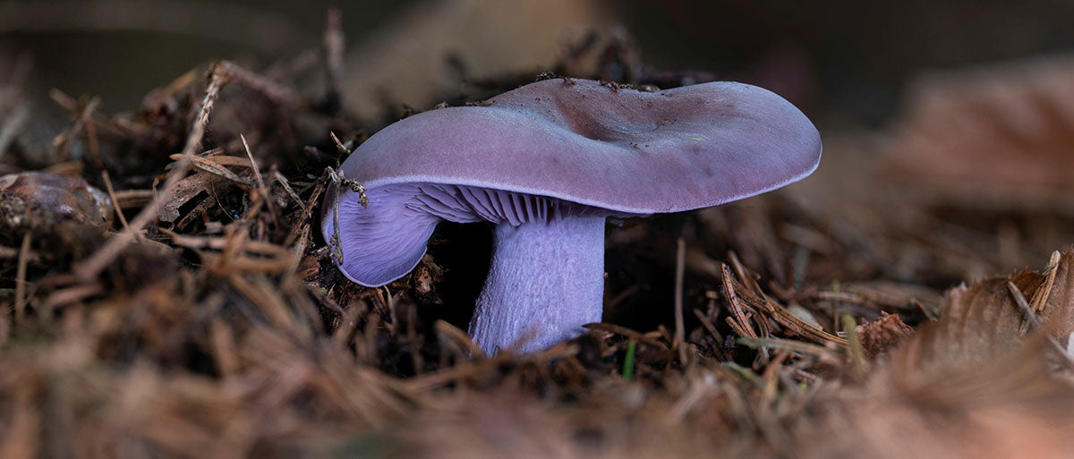 Foraging Guide: Wood Blewit Mushroom