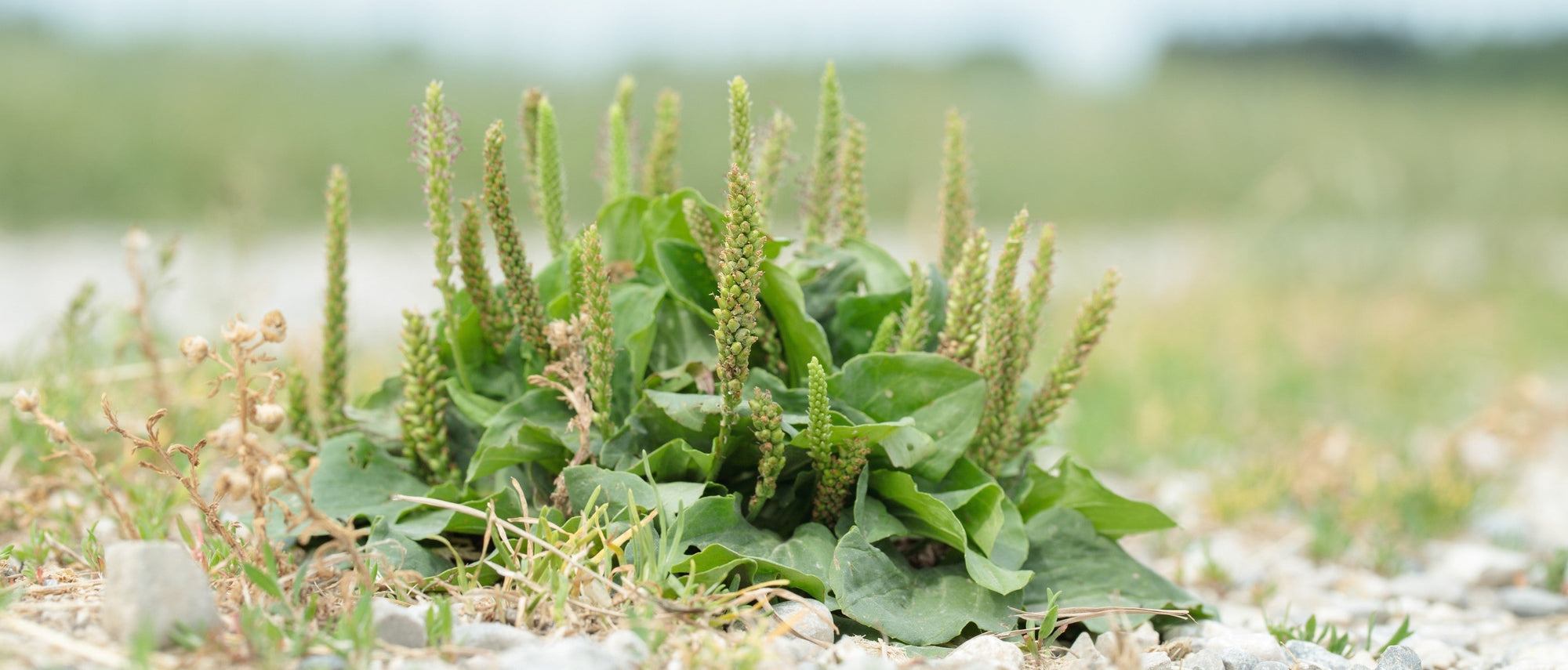 Foraging Guide: Broadleaf Plantain | Outdoor Larder | WildBounds UK