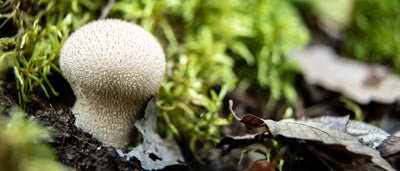 Futtersuche Leitfaden: Puffball Pilz