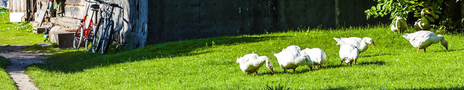Hergestellt mit rückverfolgbaren Daunen