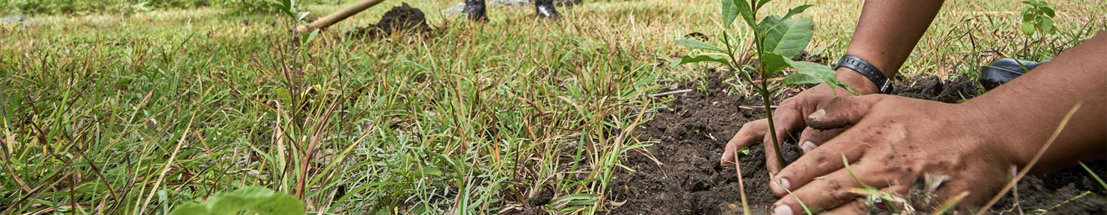 Gepflanzte Bäume für jedes verkaufte Produkt