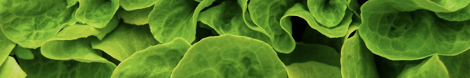 Vegan-freundliche Produkte