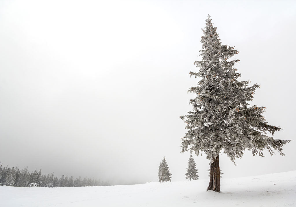 WildBounds Gift Guide - Shop All Gifts